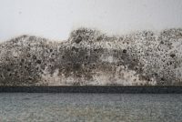mold on a wall