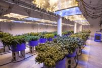 Cal OSHA cites marijuana processor