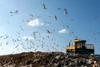 Gulls flying over landfill
