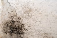Mold growth on facility wall