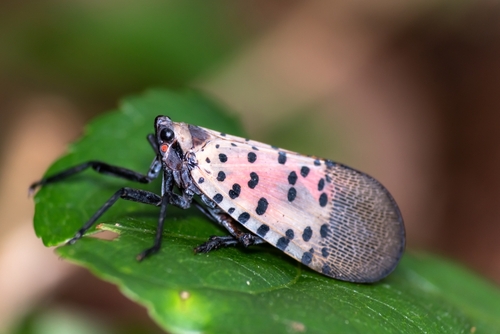 Invassive Bug Beware These 5 Invasive Pests Causing Trouble Across the Country ...